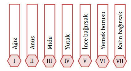 6.Sınıf Fen Bilimleri 2.Ünite Sindirim Sistemi Konu Tarama Testi